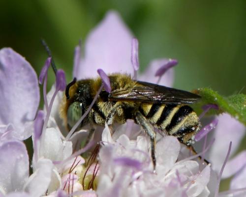 Megachile sp.